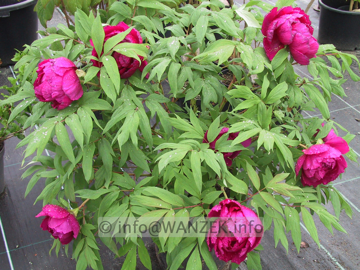Paeonia suffruticosa Violett-ganze Pflanze.JPG